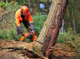 How Our Tree Care Process Works  in Highland, CA